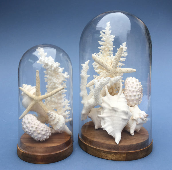 White Coral and Shells Dome